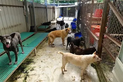 社團法人中華民國保護動物協會所屬八里保育場