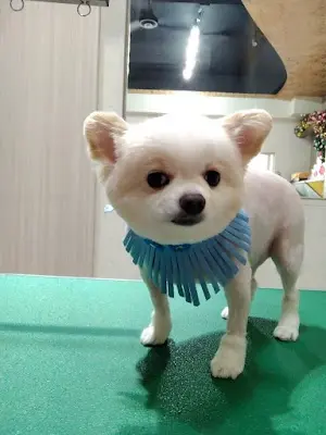 洗樂寵物澡堂