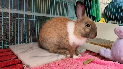 兔子大大嘉義住宿