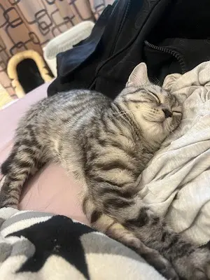 永康動物醫院