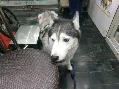 吉生動物醫院