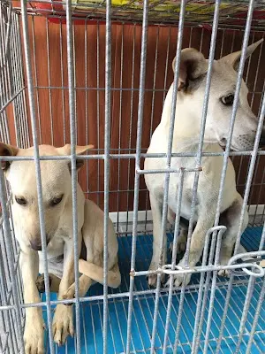 康翔動物醫院