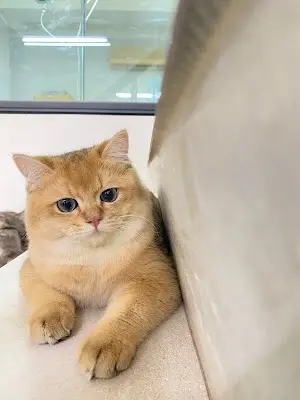 陽明動物醫院