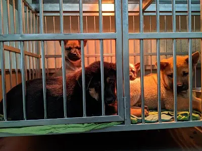 五股區公立動物之家