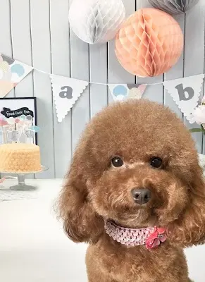 樂沛寵物美容