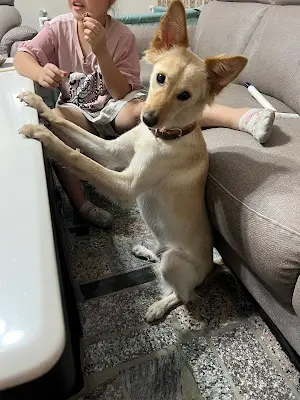 佑晟動物醫院