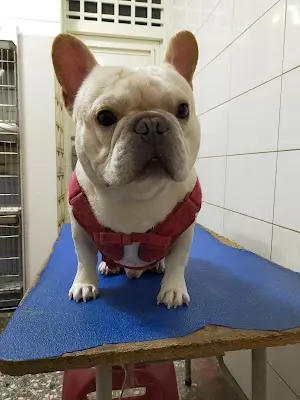 阿咪狗寵物美容