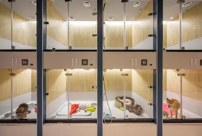 瑋特貓狗SPA生活館－台中寵物美容｜台中寵物住宿｜台中寵物旅館｜台中寵物沙龍｜狗美容｜狗住宿 推薦
