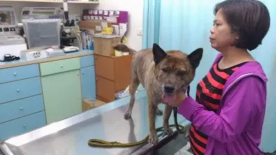 尚大動物醫院