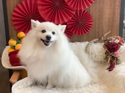 澡樂趣寵物美容