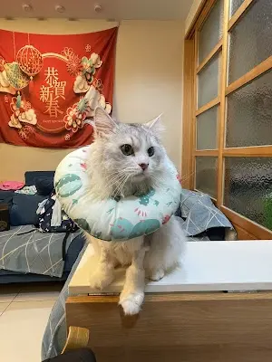 維倫斯動物醫院
