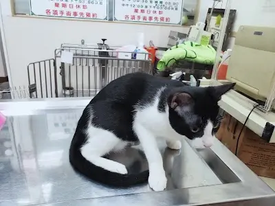 高生動物醫院