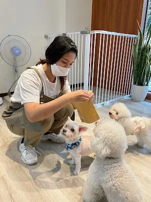 泡泡慕斯寵物美容