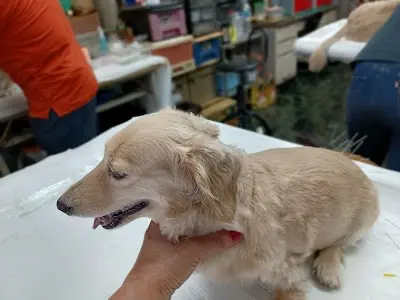 世和動物醫院