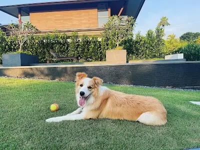 愛貝犬舍