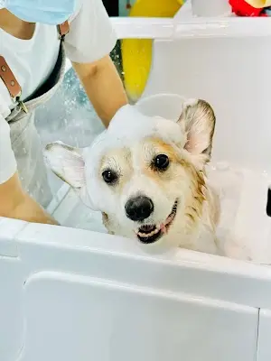 板橋享沐寵物美容旅館PET SPA HOTEL(鄰近新埔捷運站)