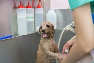 你我牠動物醫院—高壓氧曁四級雷射重症加護病房｜ 鼠兔門診｜寵物美容｜嘉義推薦