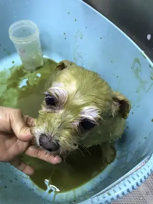 寵星寵物美容(寵星犬舍)