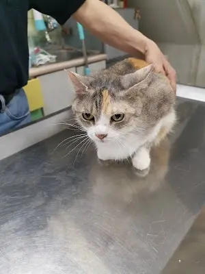 人人動物醫院