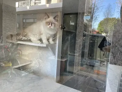 莫名奇喵專業貓坊 /品種貓舍/貓咪住宿/貓咪洗澡、美容/浪貓收容、領養（預約制）