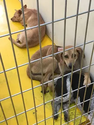 桃園市動物保護教育園區