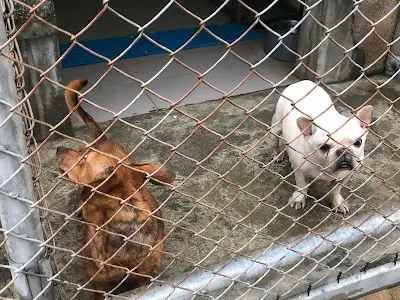 臺中市動物之家南屯園區