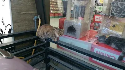 貓狗大棧寵物百貨-高雄五甲店