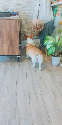 LULU PET HOTEL 寵物旅館＆寵物美容