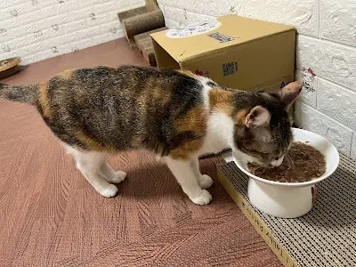 貓執事罐罐店-貓主食罐副食罐/犬貓自製生食課程/糖尿貓/腎貓/減肥貓/飲食調配/