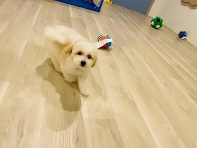 PUPPY IDOL 帕彼愛逗寵物精品時尚旅館