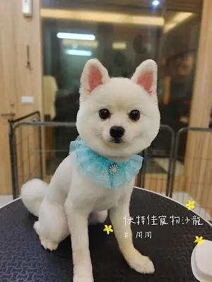 伏特佳寵物沙龍