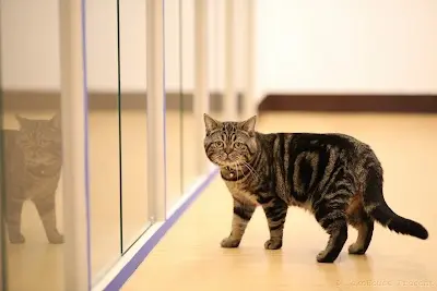 Neko house 享窩窩貓旅工作室