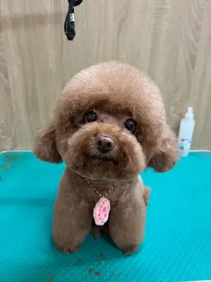 歐巴寵物沙龍