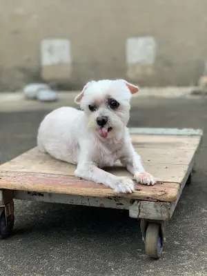 奇奇愛犬美容