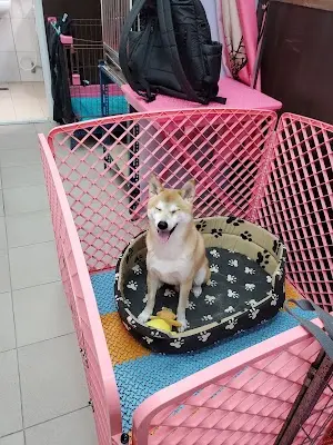 貓狗大棧寵物百貨-高雄仁武店