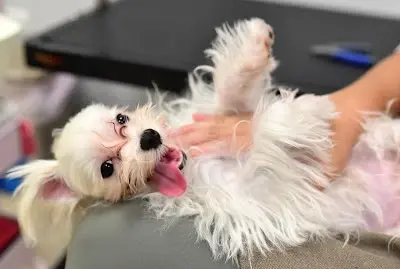 毛沛屋寵物沙龍 Mao Pet House Pet Salon