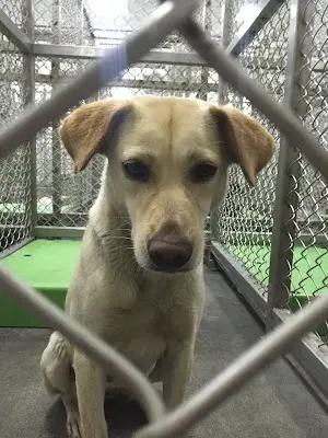臺東縣流浪動物收容中心
