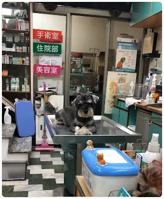 華生動物醫院