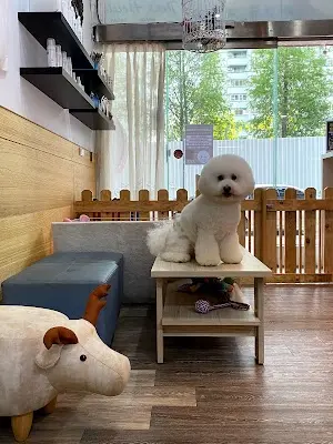 夏沐沐寵物旅館 寵物美容 寄託 住宿 台中西屯