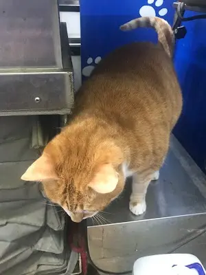 沐恩動物醫院