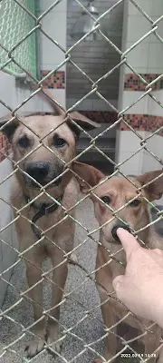 高雄市動物保護教育園區