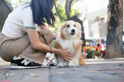飛飛寵物旅館 寵物住宿/美容/用品/專業沐浴/室外散步/合法獨立式住宿