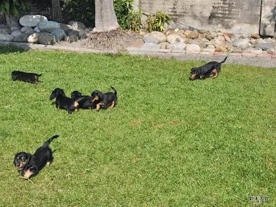 陽光夥伴人犬教育學園(寵物訓練&寵物寄宿)