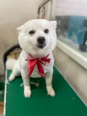 MO飛雞微笑喵狗舖