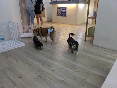飽屋寵物美容