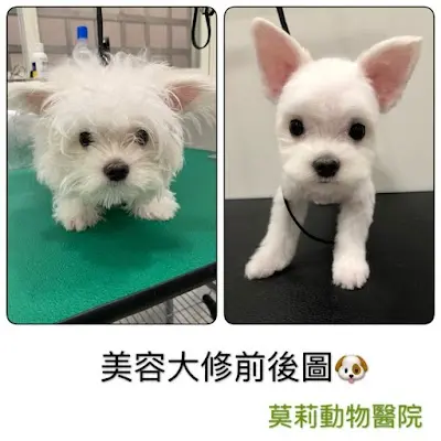 莫莉動物醫院