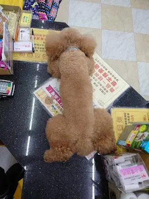 貓狗大棧寵物百貨-嘉義朴子店