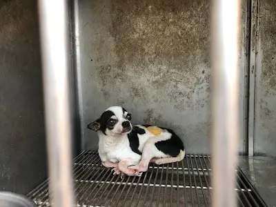 流浪犬中途之家(民間收容所)