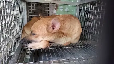 臺南市動物之家善化站