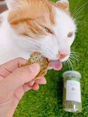 貓狗食堂｜寵物現煮鮮食/貓狗手作零食/新市寵物用品店